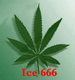 Ice666