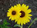 sunflower_vrn