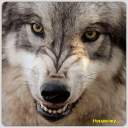 whitewolf36