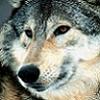 LONELY WOLF