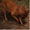 koshka13.07