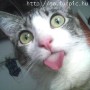 -=Razzer=-