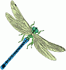 Dragonfly2009