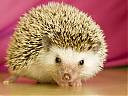 �edgehog