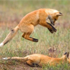 avtor.fox