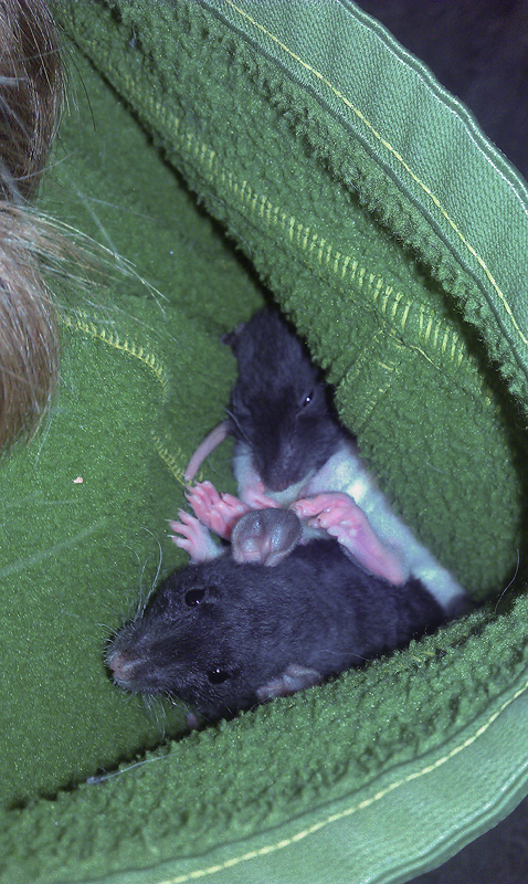 ���������� �