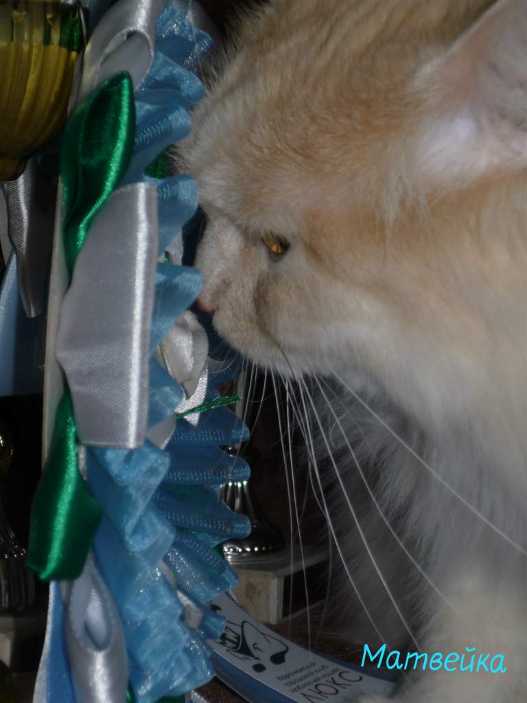 masha-cat