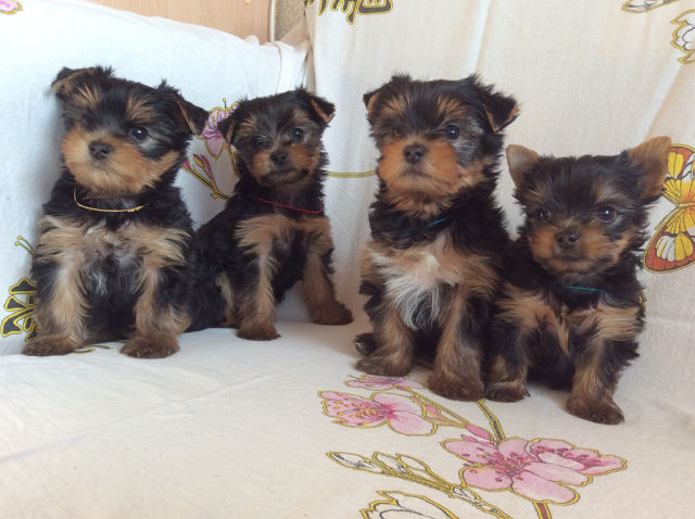 ����� ���� �����