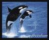 killer whale